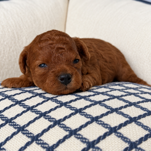 Quinoa Caniche toy