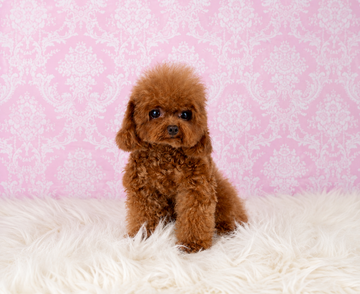Chuche Caniche Toy