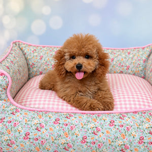 Merida Caniche Toy