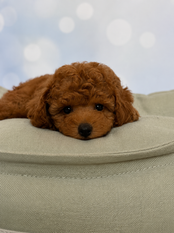 Bubu Caniche toy