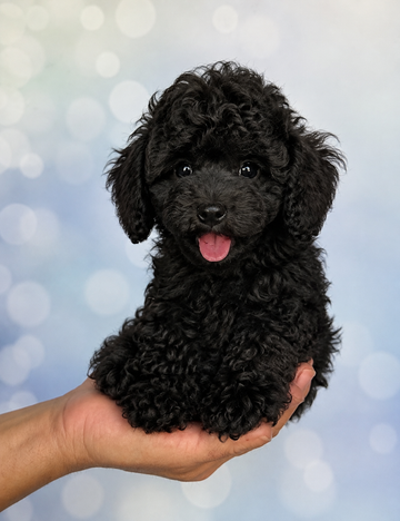 Five Caniche toy