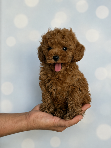 Elise Caniche Toy