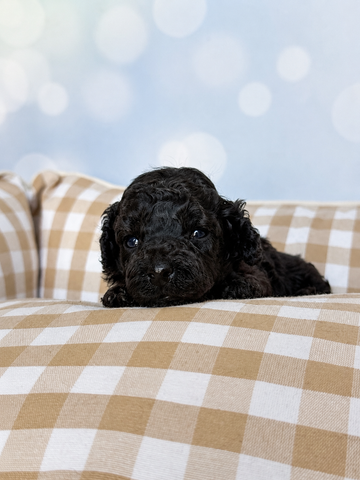 Noir Caniche toy