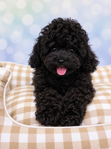Noir Caniche toy