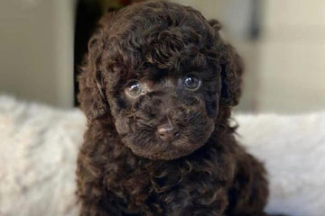 ¿Cuándo deja de crecer un caniche toy?