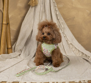 Chia Caniche Toy