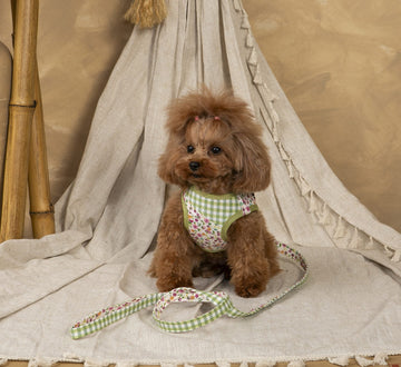 Chia Caniche Toy