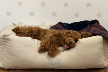 ¿Cuánto vive un caniche toy?