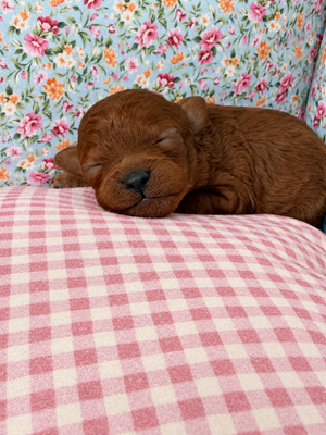Vainilla Caniche tToy