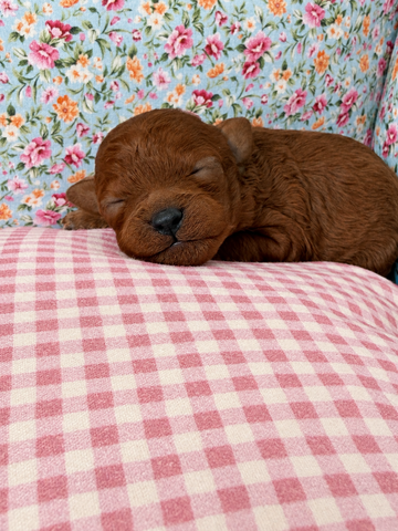 Vainilla Caniche tToy
