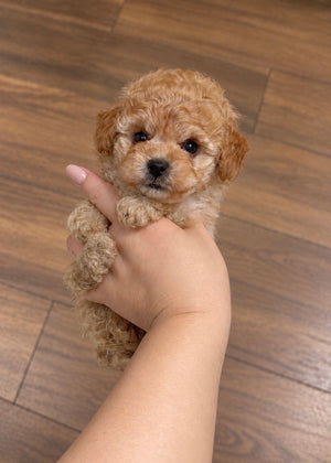 Aiko Caniche Toy