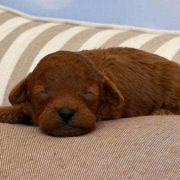 Bubu Caniche toy