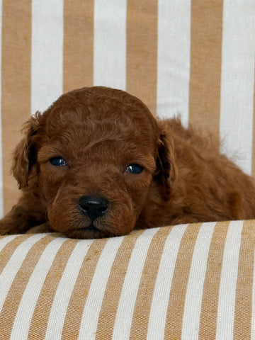 Bubu Caniche toy