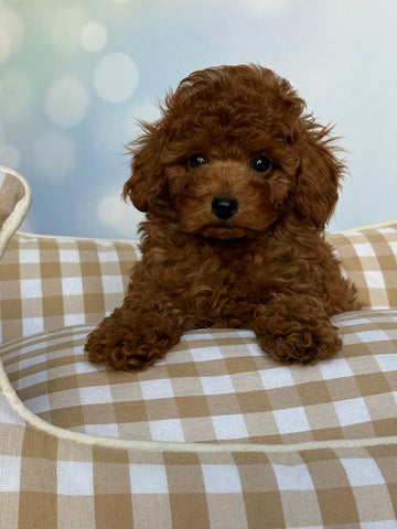Ravioli Caniche toy