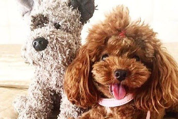 Características del caniche toy y cuestiones relacionadas