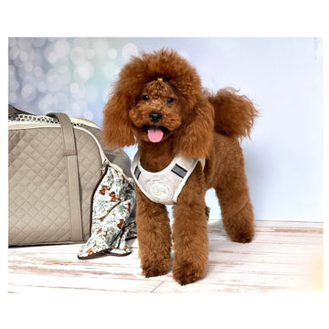 Vera II Caniche Toy
