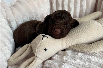 ¿Cómo educar un caniche toy cachorro?