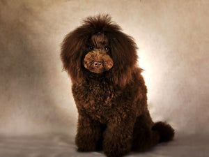 Leo Caniche toy