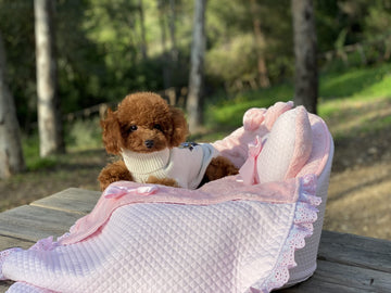 Milu Caniche Toy
