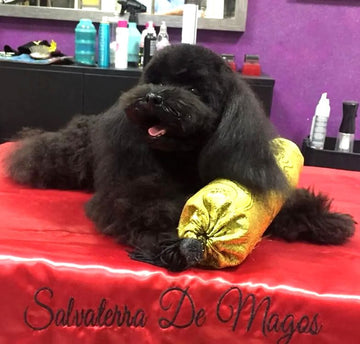 Mini Mickey Caniche Toy