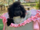 Sol Caniche Toy