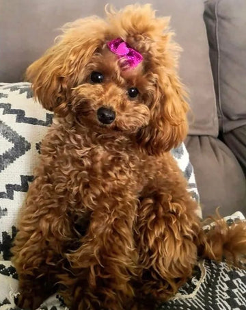 Smile II Caniche Toy