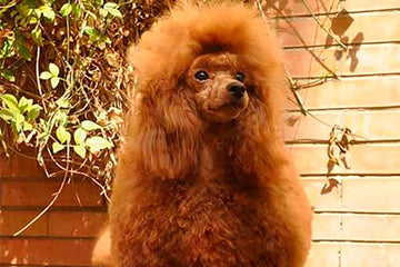 ¿Cuántos tipos de caniches hay?