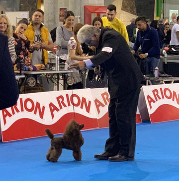 Valentino Caniche Toy