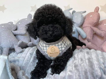 Clhoes Home Berlin Grey Harness