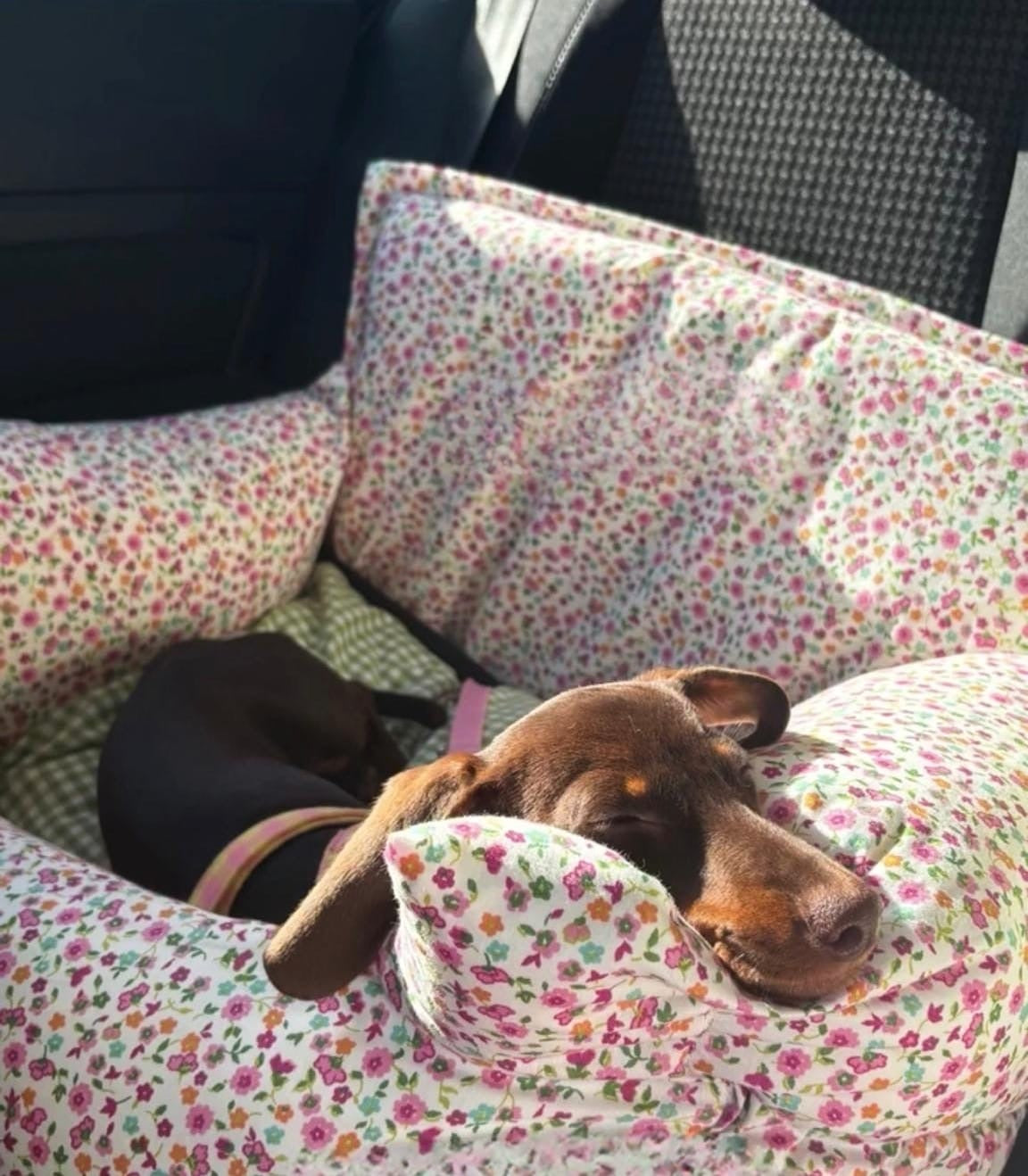 Salvaterra Burberry Approved Dog Car Seat