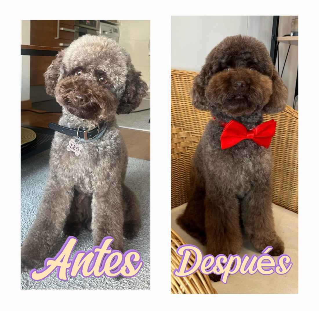 Pigmented Conditioner for Brown Poodle - Chocolate