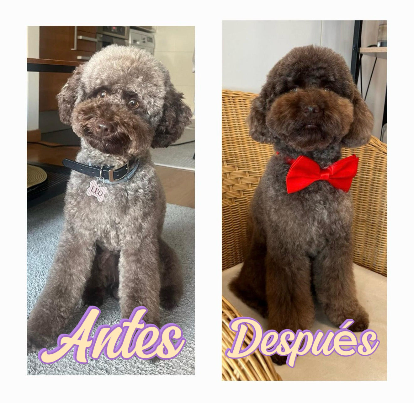 Perfect Brown Shampoo for Poodle