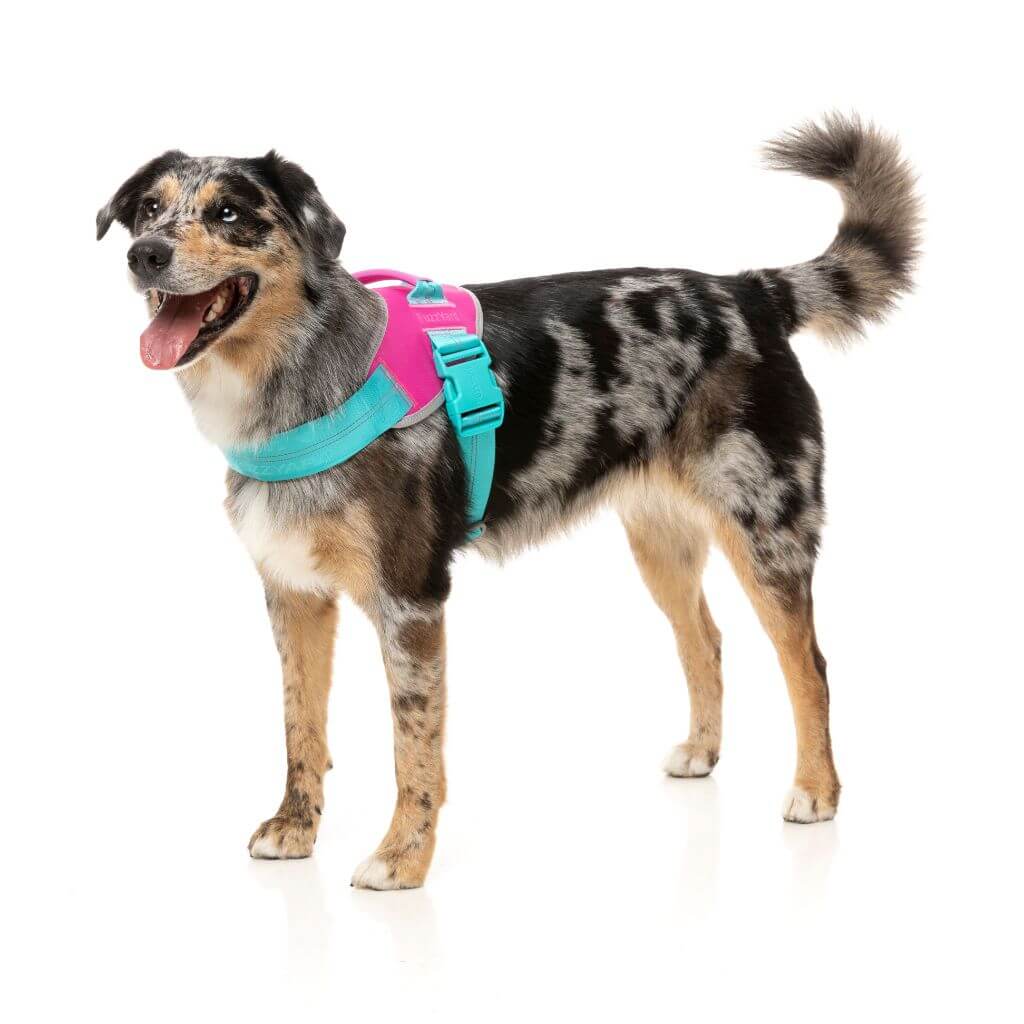 Arnes Bubblegum de Fuzzyard. Arnes seguro para cachorros de caniche toy. Arnes sin presion para caniche