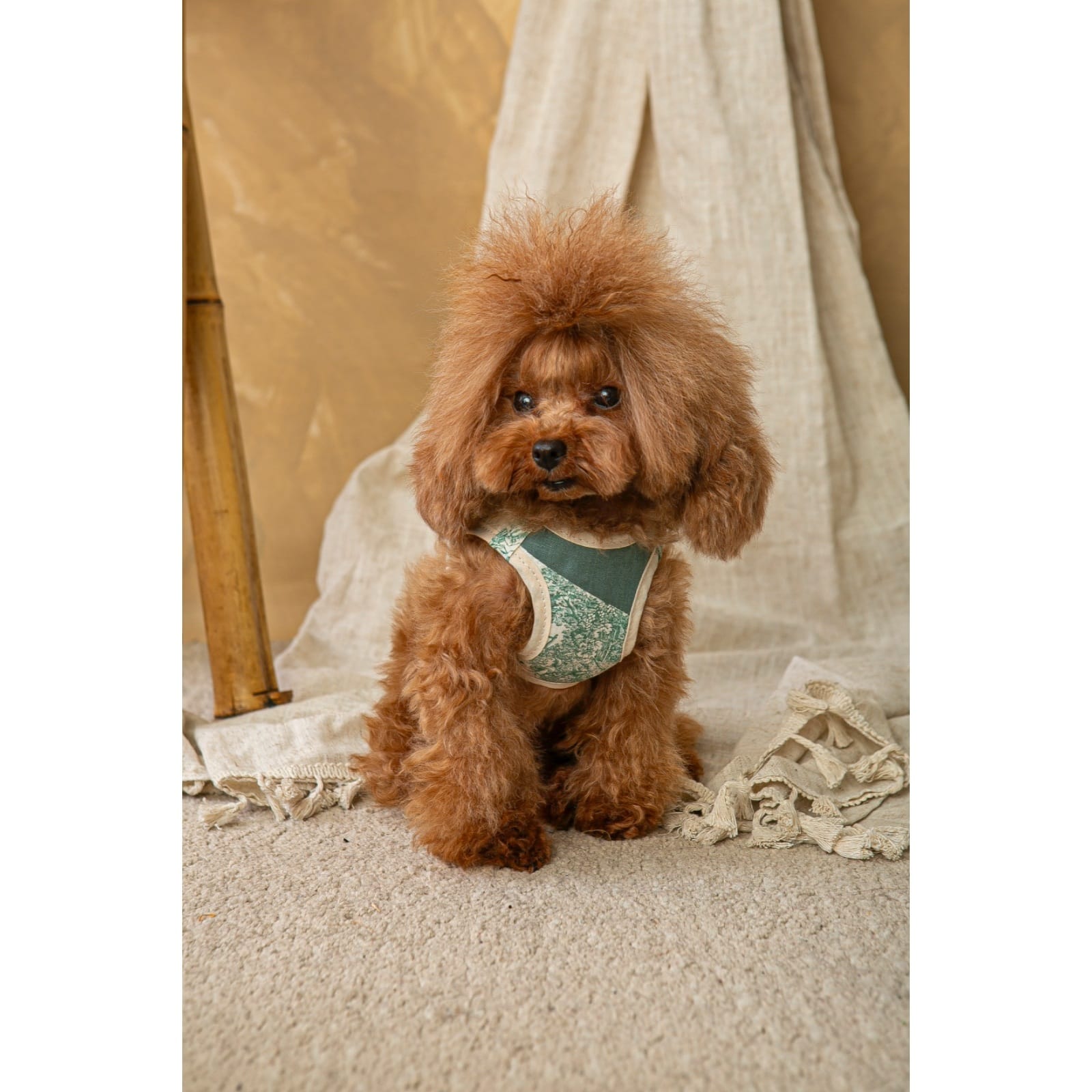 Salvaterra de Arnes Harness and Leash Set