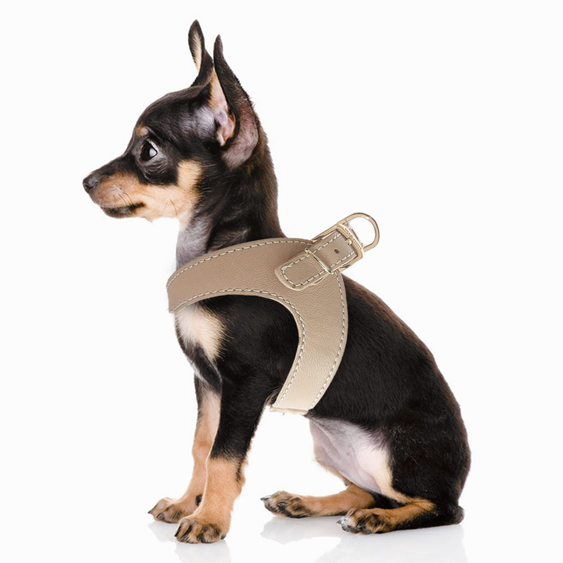 Arnes-Vendome-color-taupe-de-Milk-and-Pepper-de-Salvaterra-de-Magos-Arnes-de-piel-para-caniches-de-Salvaterra-de-Magos