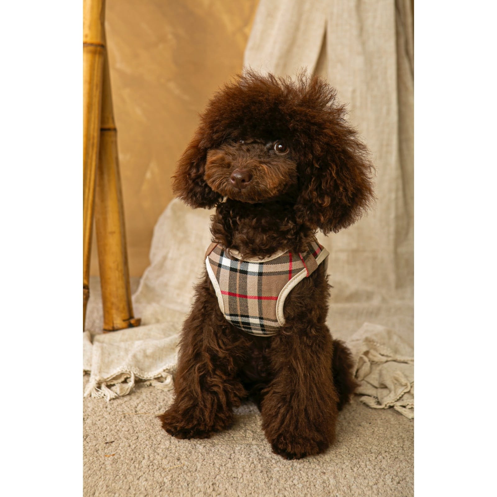 Salvaterra Set of Harness and Leash Burberry Beige