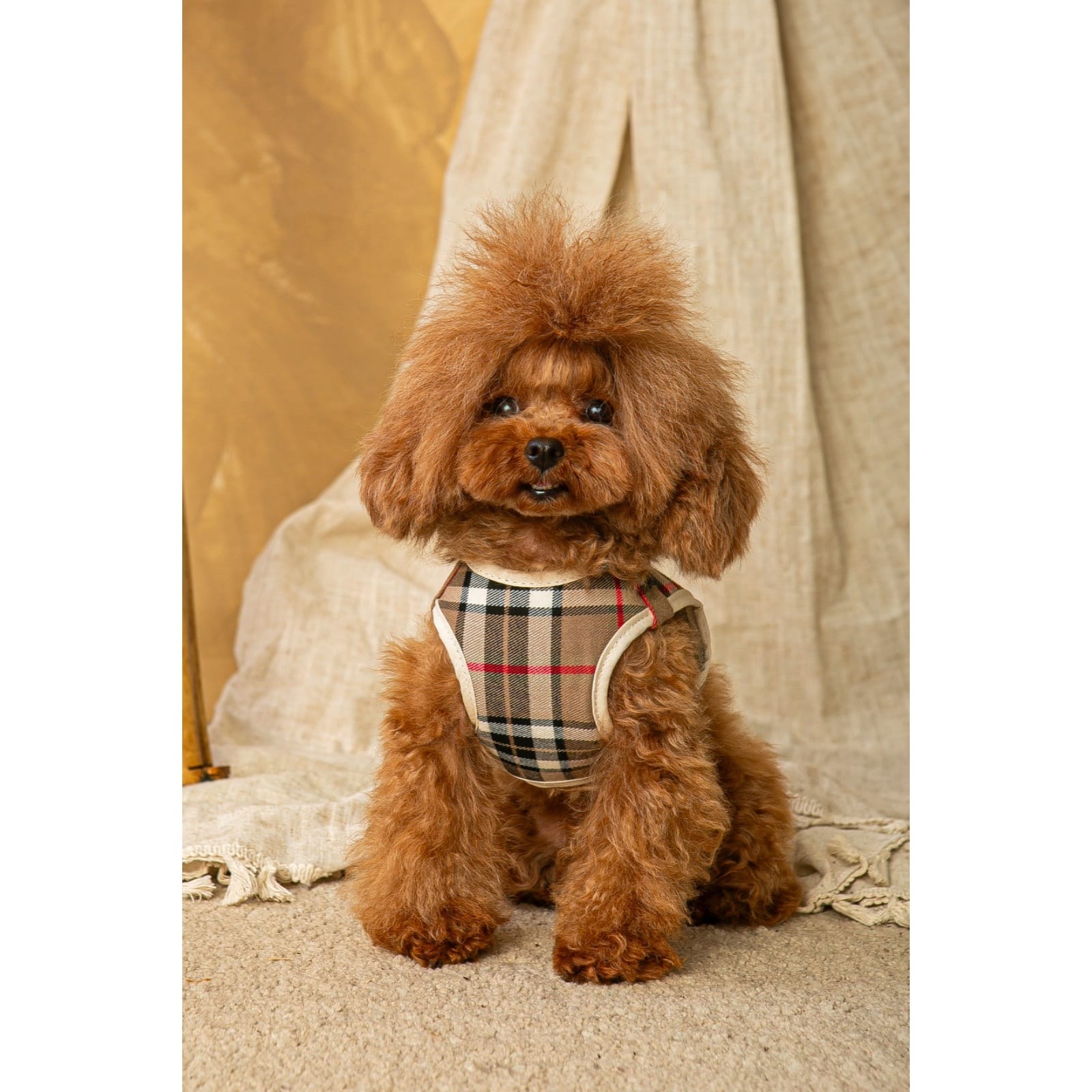 Salvaterra Set of Harness and Leash Burberry Beige