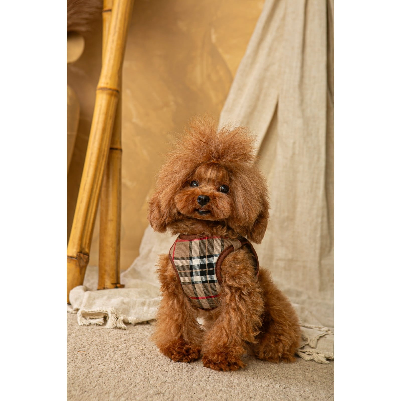 Conjunto Salvaterra  de Arnes y Correa Burberry Marron