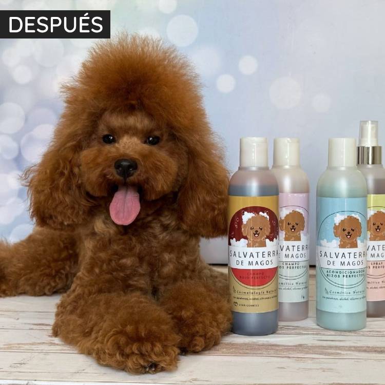 Perfect Red Poodle Shampoo