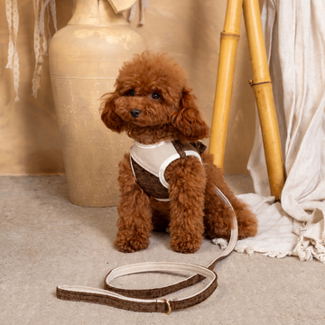 Salvaterra de Arnes Harness and Orvane Beige Leash Set