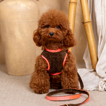 Salvaterra de Arnes Harness and Orvane Beige Leash Set