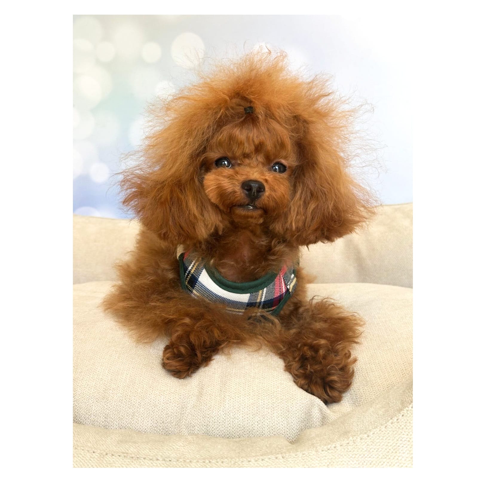 Conjunto Escoces Blanco de Salvaterra de Magos