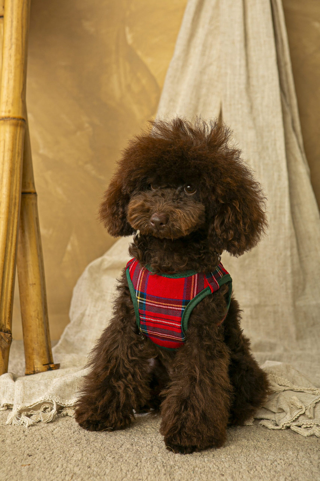 Arnes y Correa Escoces Rojo