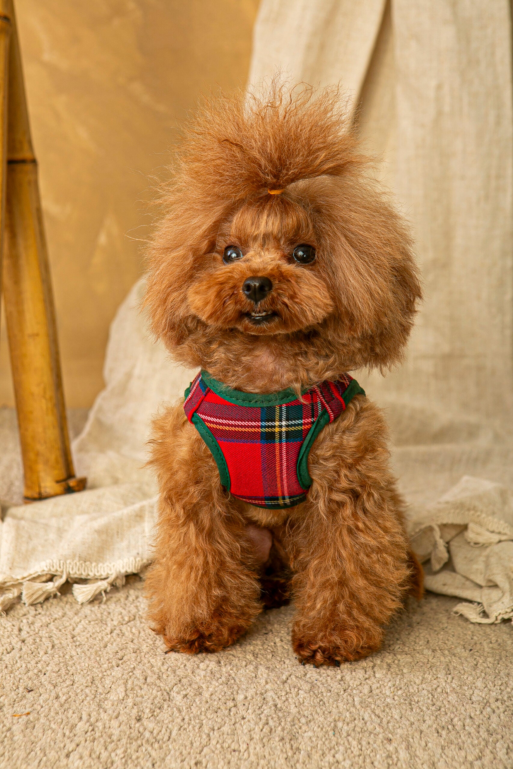 Conjunto Salvaterra de Arnes y Correa Escoces Rojo