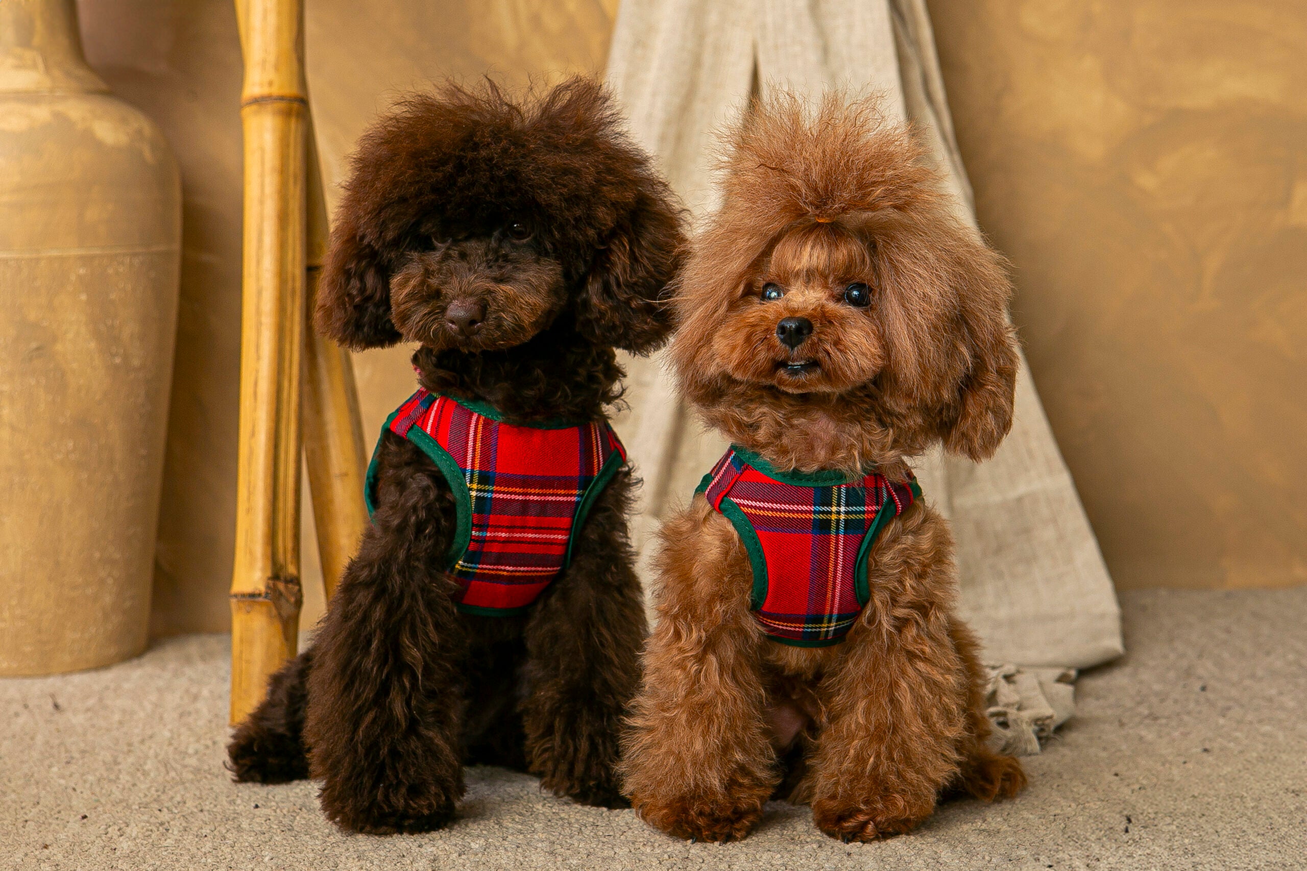 Conjunto Salvaterra de Arnes y Correa Escoces Rojo