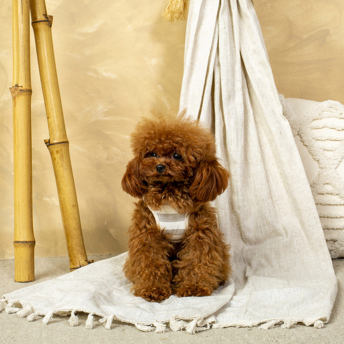 Conjunto Salvaterra de Arnes y Correa Orvane Beige