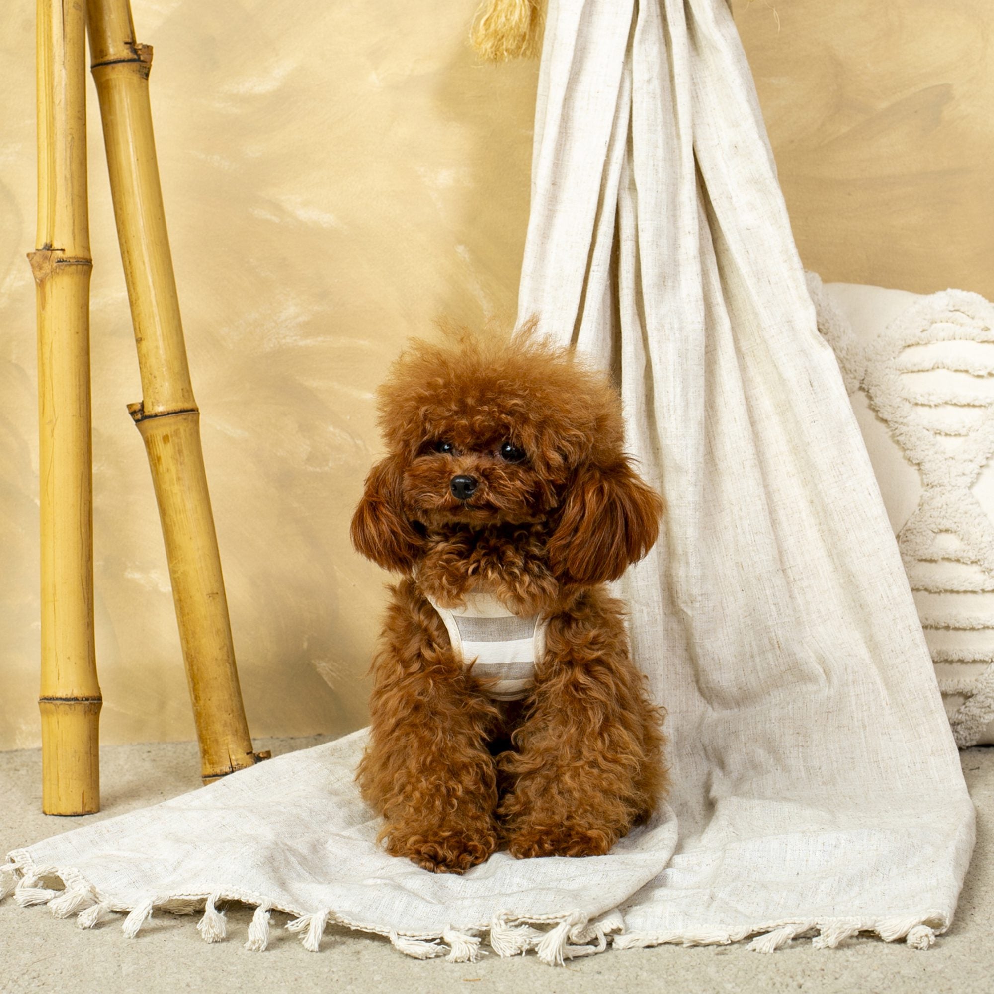 Conjunto Salvaterra de Arnes y Correa Orvane Beige