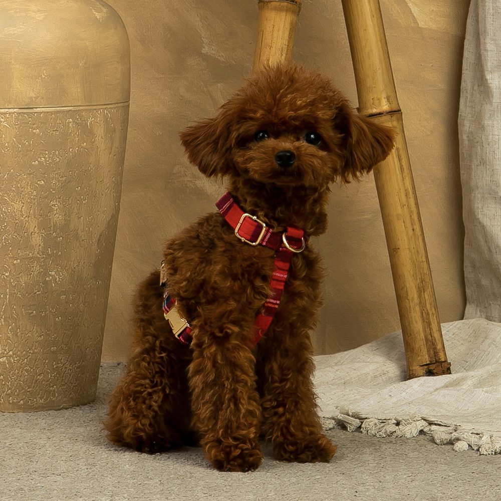 Red Classic Scottish Harness and Leash Set from Salvaterra de Magos
