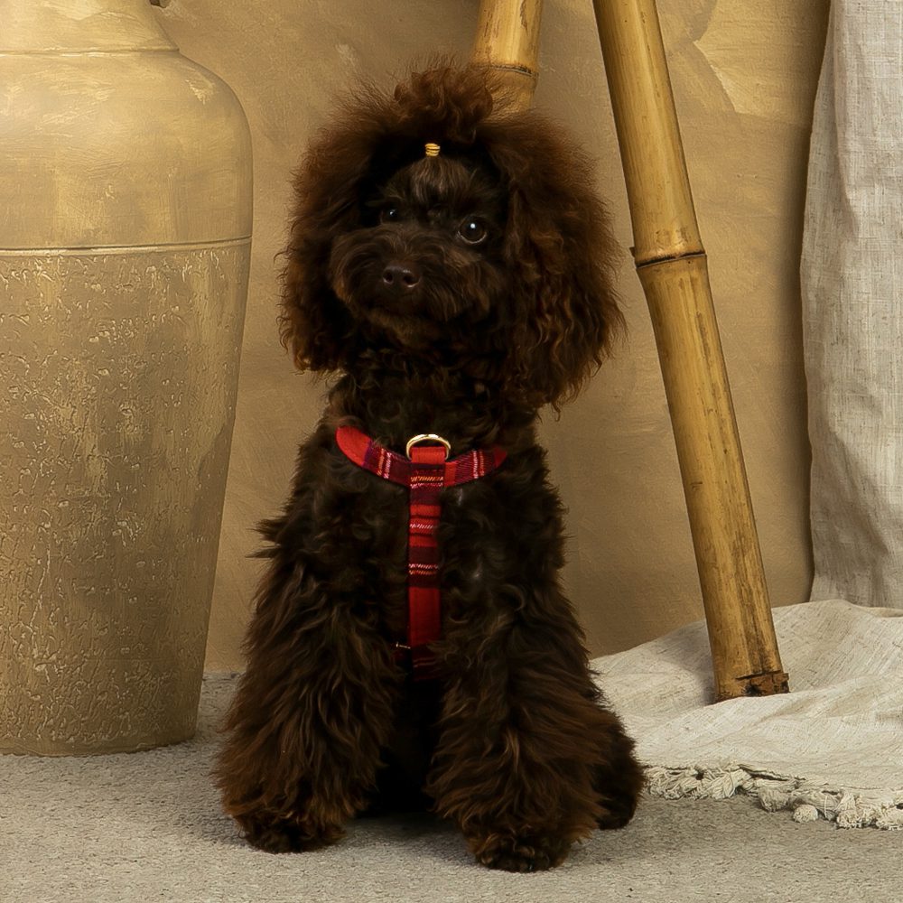 Red Classic Scottish Harness and Leash Set from Salvaterra de Magos