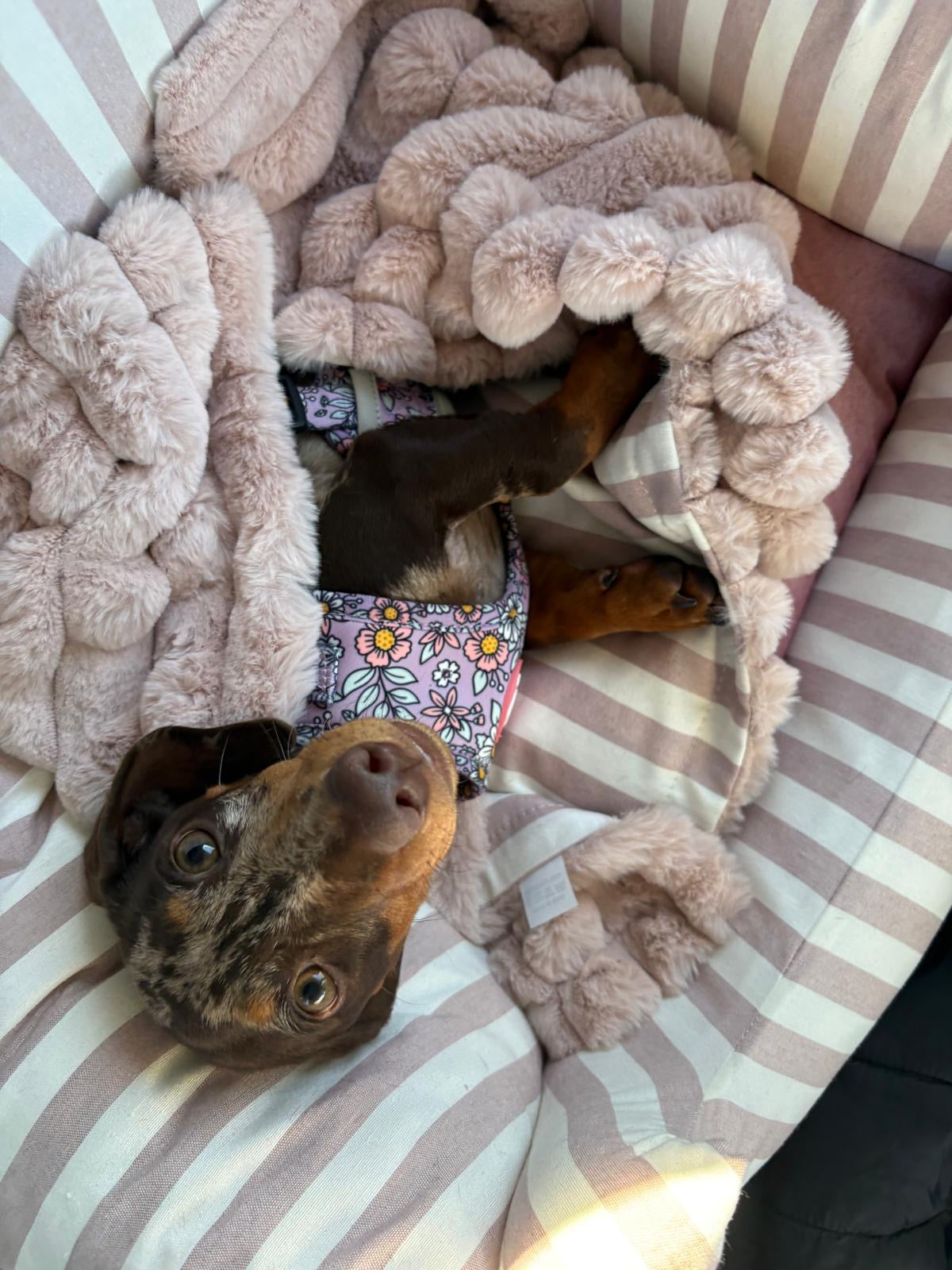 Salvaterra Burberry Approved Dog Car Seat